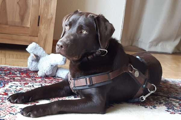 Labradorfans-Beitrag-Bild