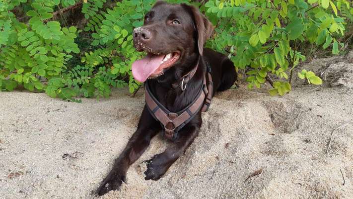 Fotosammlung: ,,Der natürliche Hund" Unbearbeitet, ungestellt und in Natura-Beitrag-Bild