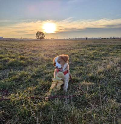 Hundetreffen-Welpentreff-Bild