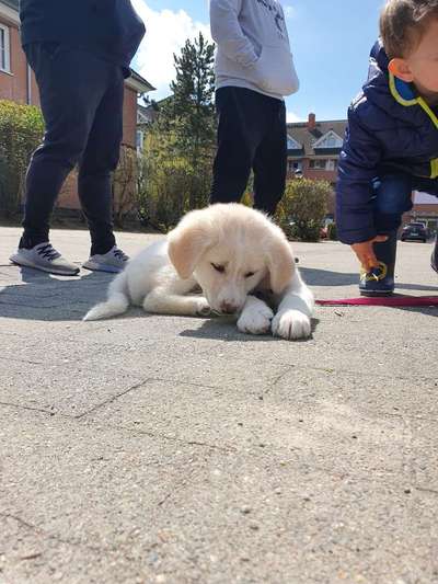 Labradorfans-Beitrag-Bild