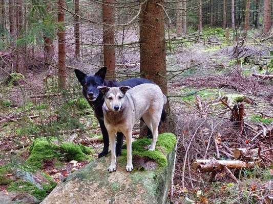 Fotochallenge Nr. 56 - geliebte Senioren-Beitrag-Bild