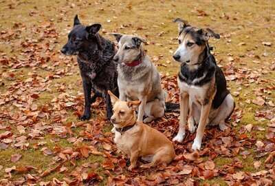 Urlaub mit 4 hunden reiterhof/bauernhof deutschland-Beitrag-Bild