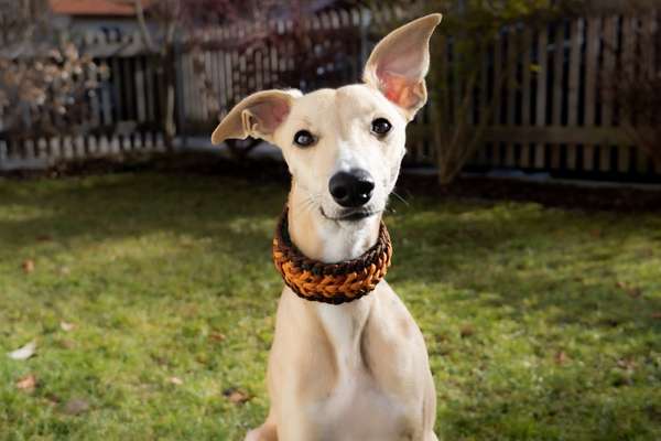 Welche Hunderasse-Beitrag-Bild