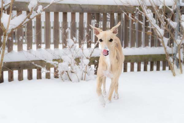 Whippet-Beitrag-Bild