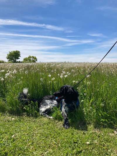 Die Dogorama Monats Challenge "Es grünt und blüht"-Beitrag-Bild