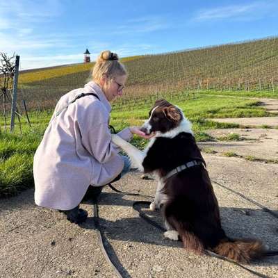 Hundetreffen-Social Walk/Begegnungstraining/Trainingspartner