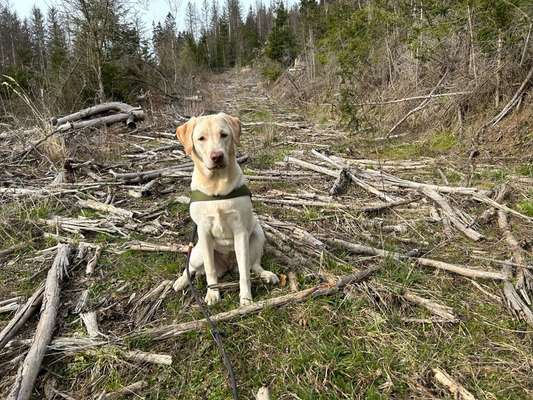 Hundetreffen-Gemeinsam Spiele-Bild