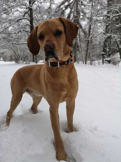 Dogorama Photo Challenge - Winterstimmung-Beitrag-Bild