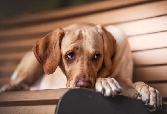 Dogorama Photo Challenge - Hundeblick zum hinschmelzen-Beitrag-Bild