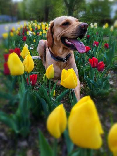 Die Dogorama Monats Challenge "Es grünt und blüht"-Beitrag-Bild