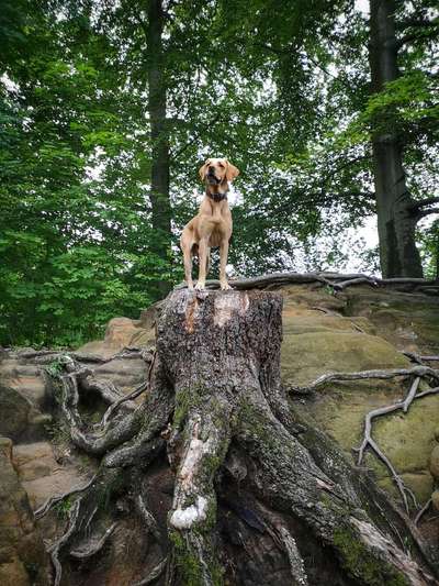 Wald Bild-Beitrag-Bild