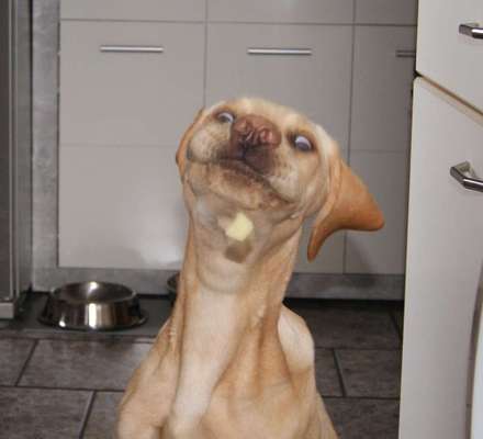 Zeige das lustigste Bild eures Hundis-Beitrag-Bild