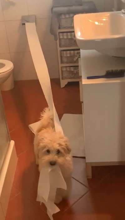 Bild wo euer Hund quatsch macht-Beitrag-Bild