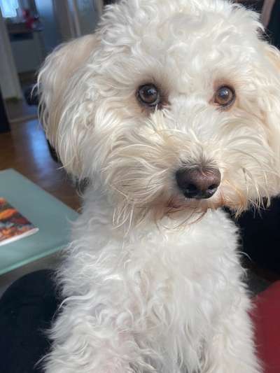 Maltipoo Freunde-Beitrag-Bild