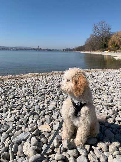 Dogorama Photo Challenge - Tierischer Urlaub-Beitrag-Bild