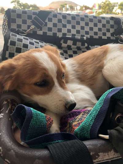 TierschutzhundeStammtisch🐕-Beitrag-Bild