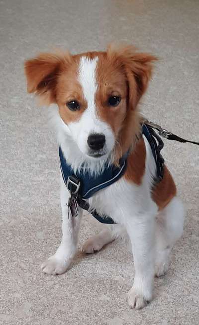 Kokoni on board?-Beitrag-Bild