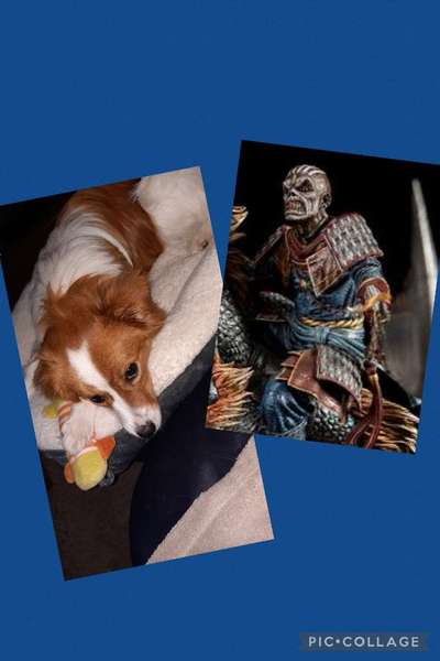 Wie heißt dein Hund?-Beitrag-Bild