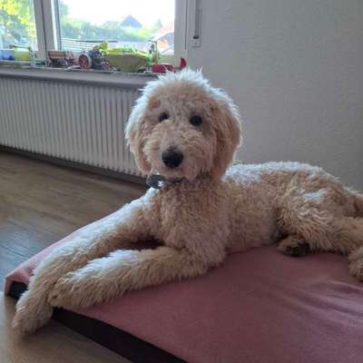 Hundetreffen-Welpen und Junghundetreffen-Bild