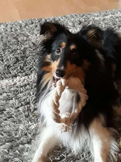 Shelties-Beitrag-Bild