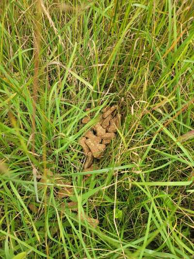 Giftköder-Hundefutter, mögliche Giftköder-Bild