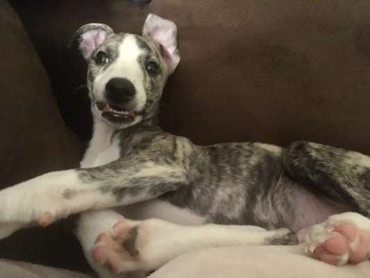 Welpen Bilder !-Beitrag-Bild