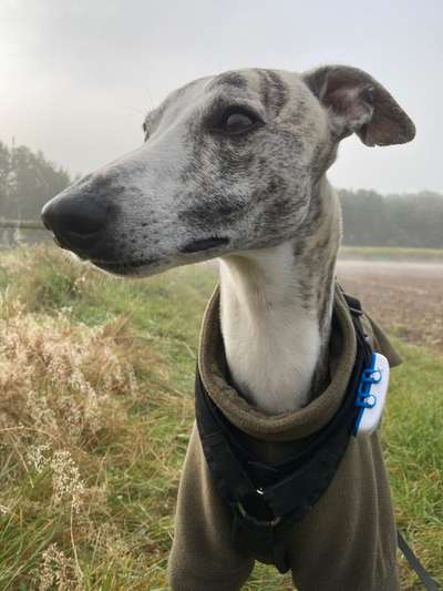 Whippet-Beitrag-Bild