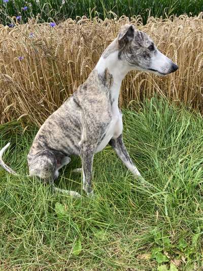 Windhunde - Treffen der besonderen Schönheiten
HERZLICH WILLKOMMEN-Beitrag-Bild