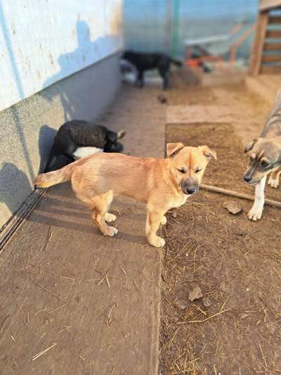 Was für Rassen stecken in meinem Tierschutzhund?-Beitrag-Bild