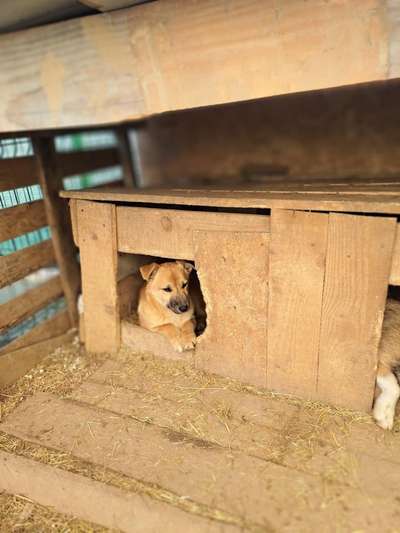 Was für Rassen stecken in meinem Tierschutzhund?-Beitrag-Bild