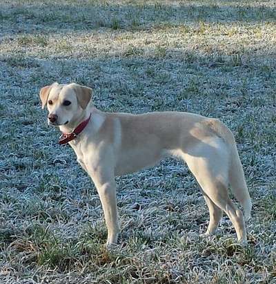 Seltene Rassen!-Beitrag-Bild