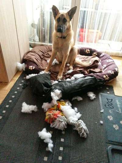 Schäferhund-Beitrag-Bild