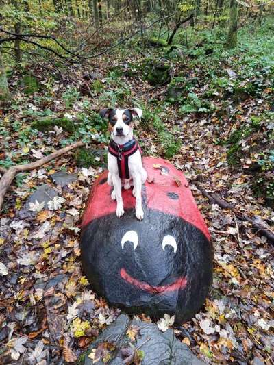 Dogorama Photo Challenge - Steine/Felsen-Beitrag-Bild