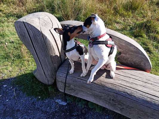 Dogorama Photo Challenge - Die besten Hundebuddys-Beitrag-Bild