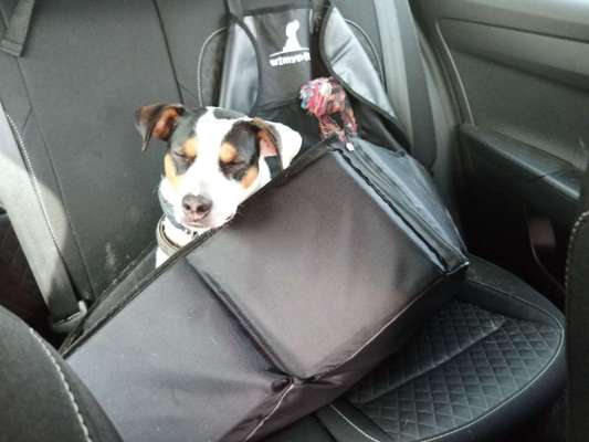 FOTOCHALLENGE 70 - Dein Hund im Auto-Beitrag-Bild