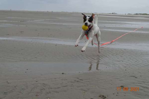 Die Dogorama Wochen Challenge-Beitrag-Bild