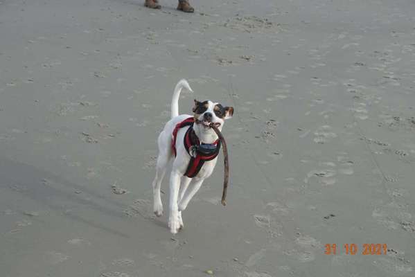 Fotochallenge 66 ~ Rennaction -Zeig deinen Hund im Lauf-Beitrag-Bild