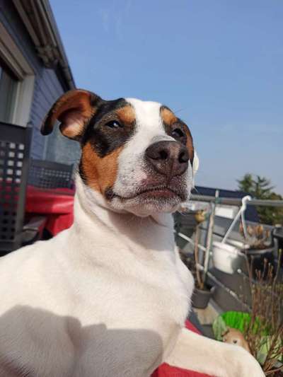 Die Dogorama Kalender Challenge 4/4-Beitrag-Bild