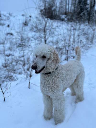 Alles rund um den Pudel-Beitrag-Bild