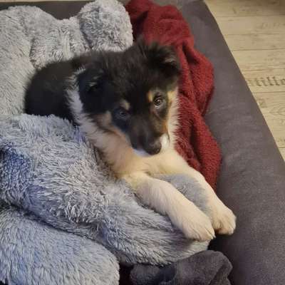 Hundetreffen-Bordercollie Hündin sucht Hundefreunde