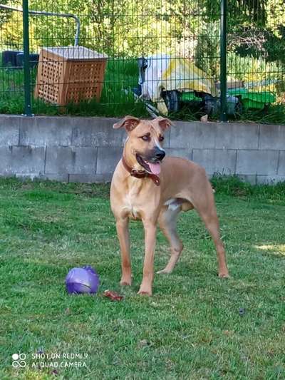 Hundetreffen-Fellnasen zum spielen-Bild