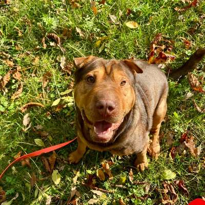 aktuelles Foto Gruppe Shar Pei