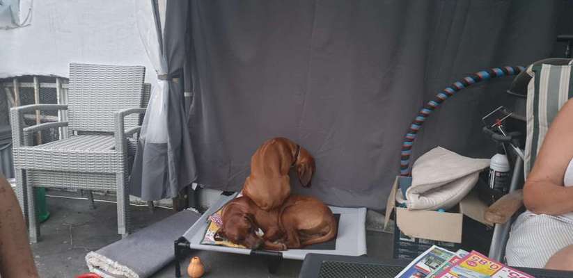Rhodesian Ridgeback-Beitrag-Bild