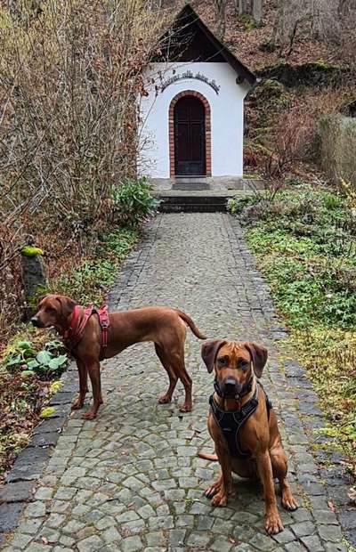 Rhodesian Ridgeback-Beitrag-Bild