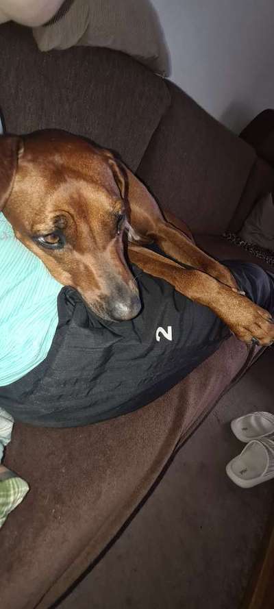 Rhodesian Ridgeback-Beitrag-Bild