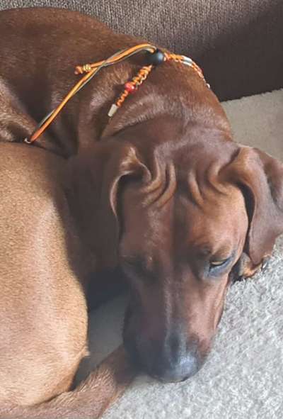 Rhodesian Ridgeback-Beitrag-Bild