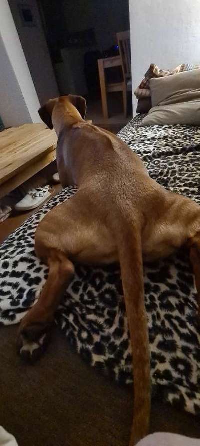 Rhodesian Ridgeback-Beitrag-Bild