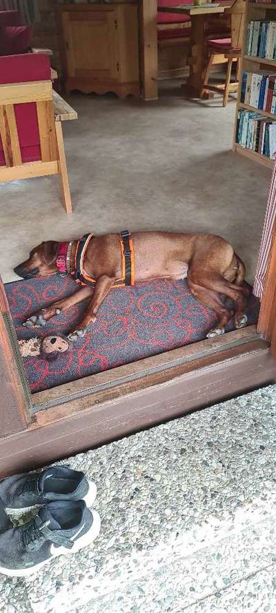 Rhodesian Ridgeback-Beitrag-Bild
