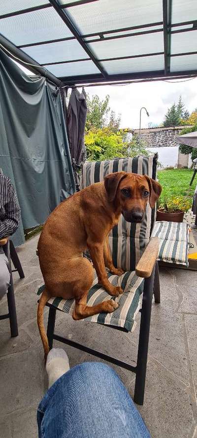 Rhodesian Ridgeback-Beitrag-Bild