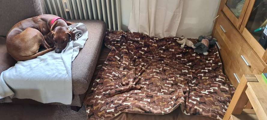 Rhodesian Ridgeback-Beitrag-Bild